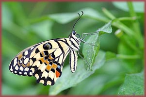 Wie ein Schmetterling
